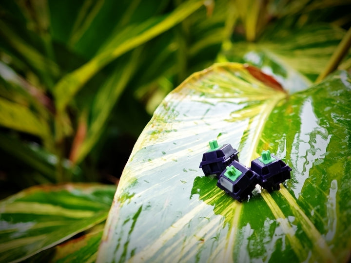 Haimu - Keyboard Switches - Haimu x YG Studio Mulberry Tactile Switches - Keebz N Cables